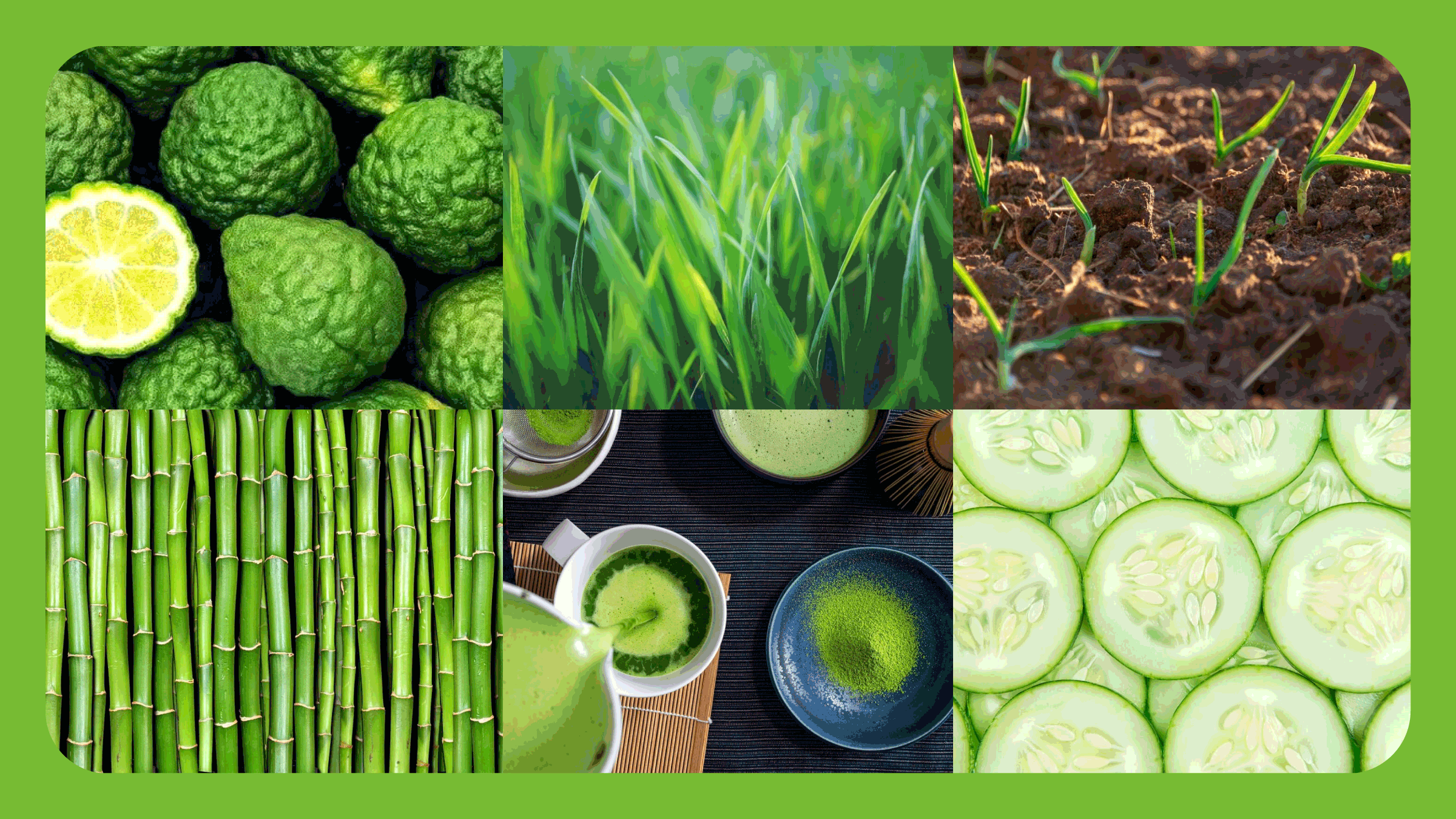 Aromatic & Green Fragrances - Bath Promotions