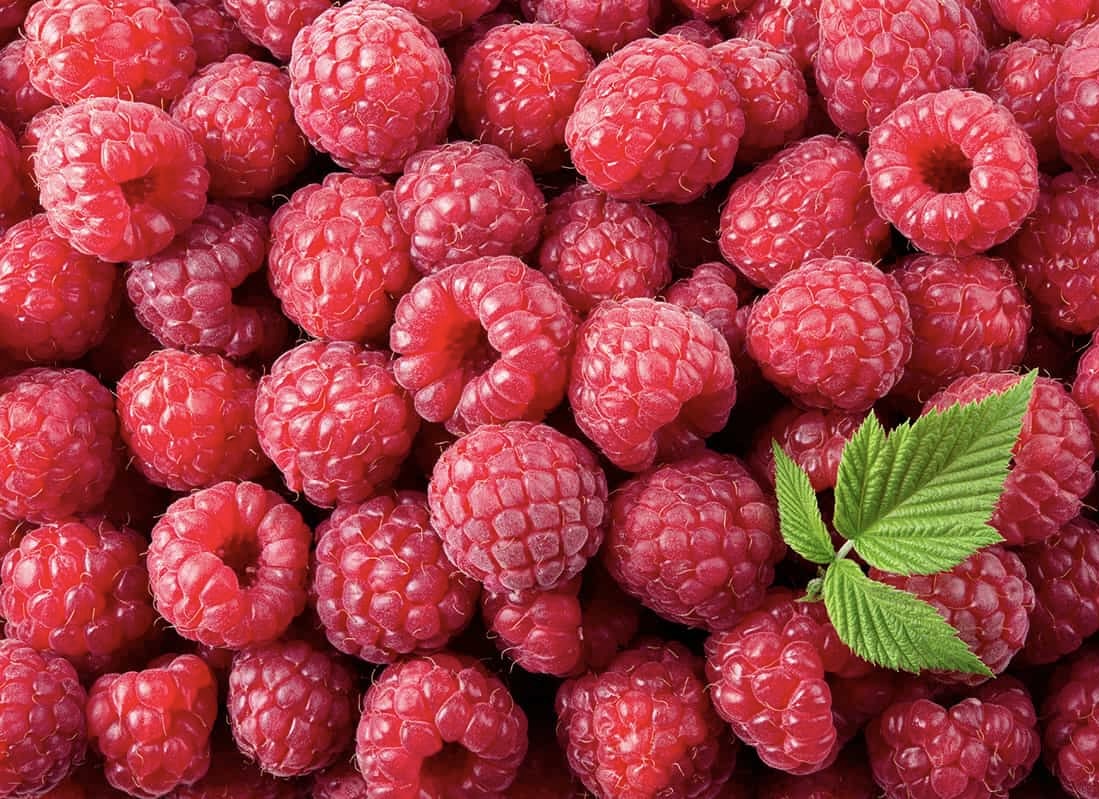 Fresh red raspberries with textured surfaces showing individual drupelets, densely arranged with single green leaf visible.
