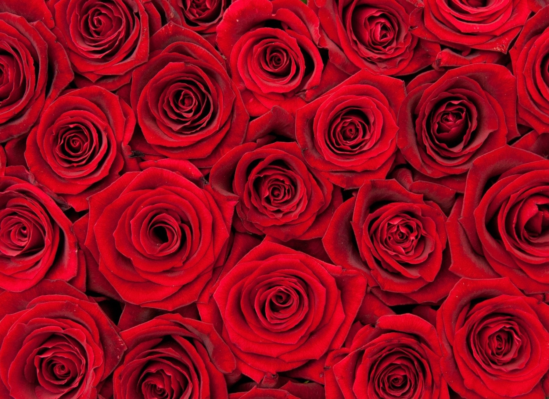 Close-up arrangement of vibrant red roses with layered petals, creating a dense floral pattern perfect for representing the Red Roses fragrance sample.