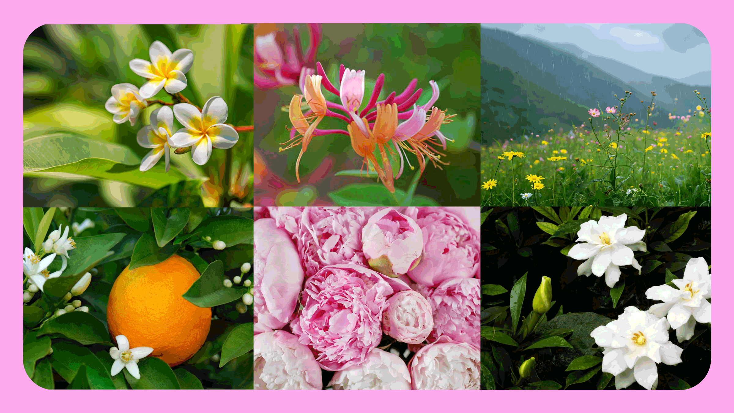 Sweet Florals - Bath Promotions