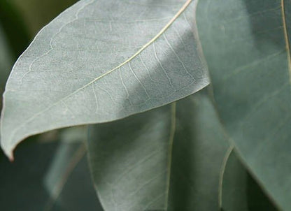 Close-up view of eucalyptus leaves showing their distinctive blue-green color and natural leaf vein patterns.
