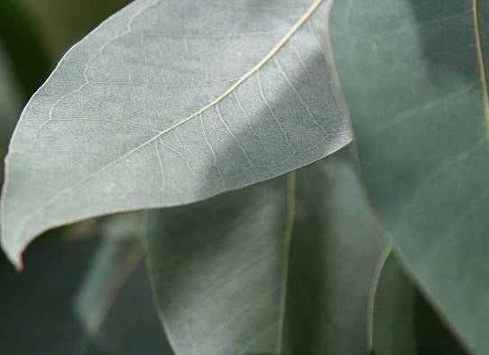Close-up view of eucalyptus leaves showing their distinctive blue-green color and natural leaf vein patterns.