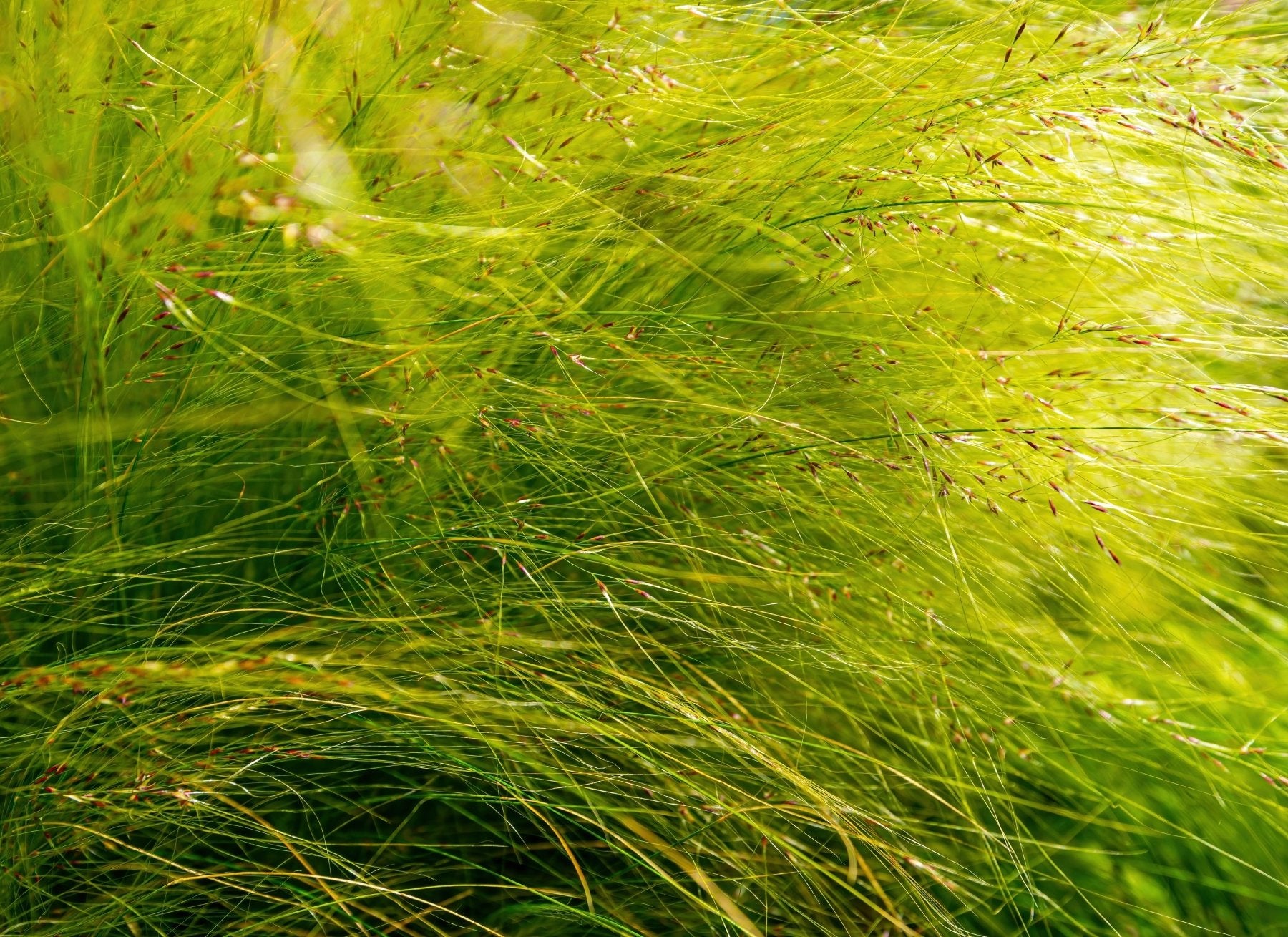 Long green grass blades swaying in motion with bright sunlight creating a luminous yellow-green effect.