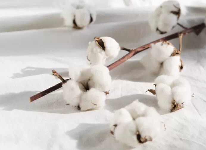 Cotton bolls with brown stems scattered on white fabric, showing the natural fluffy white cotton fibers used in textile production.