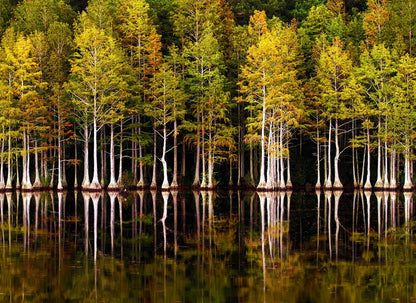 Autumn cypress trees with golden foliage standing in water, creating perfect reflections on calm surface.