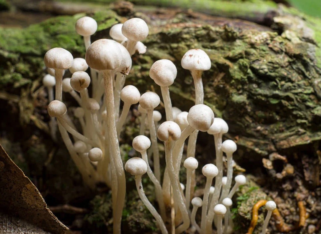 Small white enoki mushrooms with thin stems and round caps growing from moss-covered decaying wood.