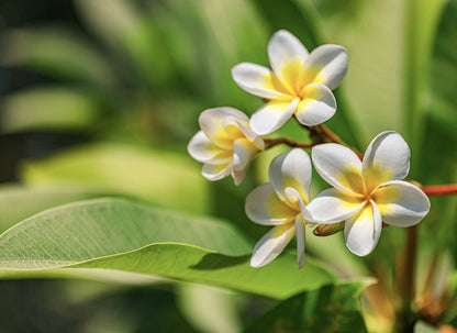 White plumeria flowers with yellow centers and five petals on green leafy branch with blurred background.
