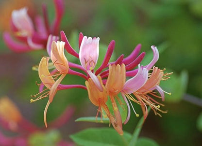 Colorful honeysuckle flowers with curved petals in pink, orange, and white with long stamens on green stems.
