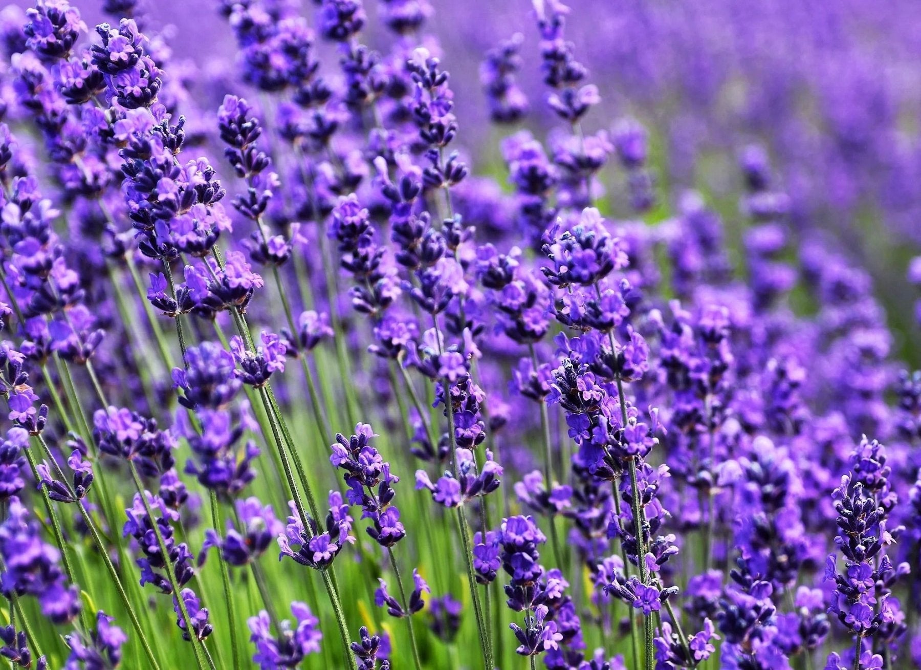 Purple lavender flowers in full bloom on green stems in a field with soft focus background.