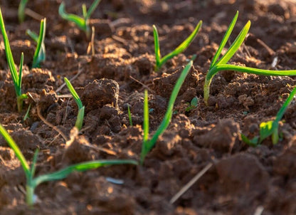 Young green grass shoots emerging from dark brown soil with clumps of earth and natural lighting.