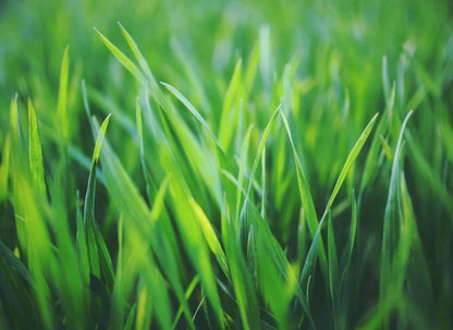 Close-up of fresh green grass blades with varying shades from bright to deep green with soft focus background.