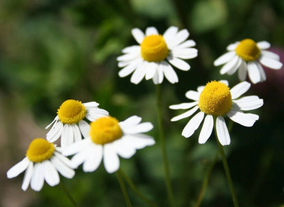 White chamomile flowers with bright yellow centers and delicate petals on green stems with soft blurred background.