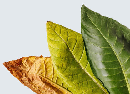 Three tobacco leaves showing color progression from brown dried leaf to yellow-green to fresh green with visible veining.