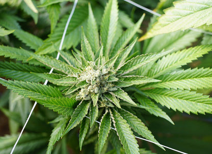 Hemp plant with serrated green leaves and developing flower bud cluster in center with natural lighting.