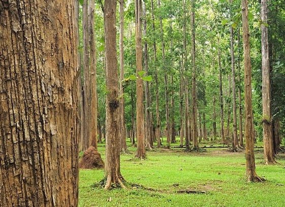 Forest of tall teak trees with textured brown bark standing on green grass floor with filtered sunlight through canopy.