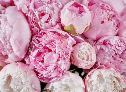Close-up of pink peony flowers with full ruffled petals in various shades from light pink to deep rose.