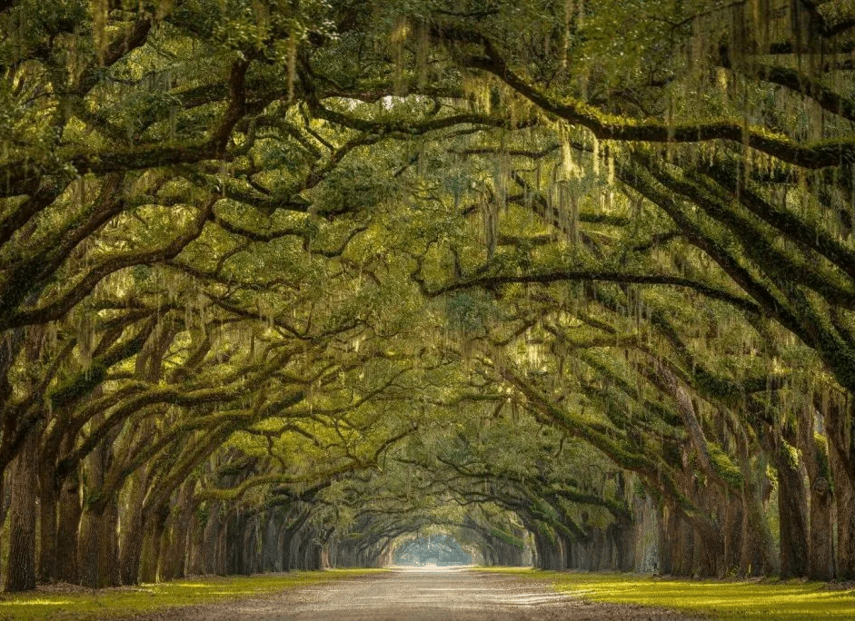 Tunnel of ancient oak trees with moss-covered branches forming natural archway over paved road in golden sunlight.