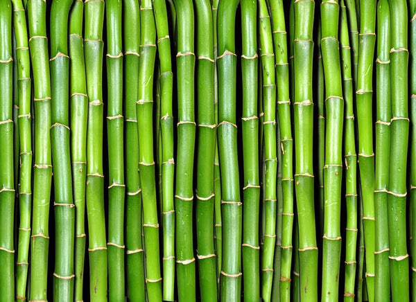 Close-up view of fresh green bamboo stalks arranged vertically, showing natural segmented nodes and varying shades of green.