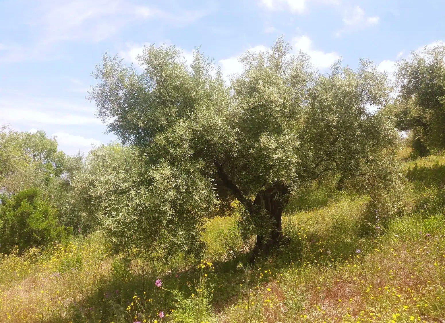 Large olive tree with silvery-green foliage in Mediterranean countryside with wildflowers and blue sky with white clouds.