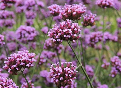 Purple verbena flowers in small clustered blooms on tall green stems with soft focus background of more flowers.