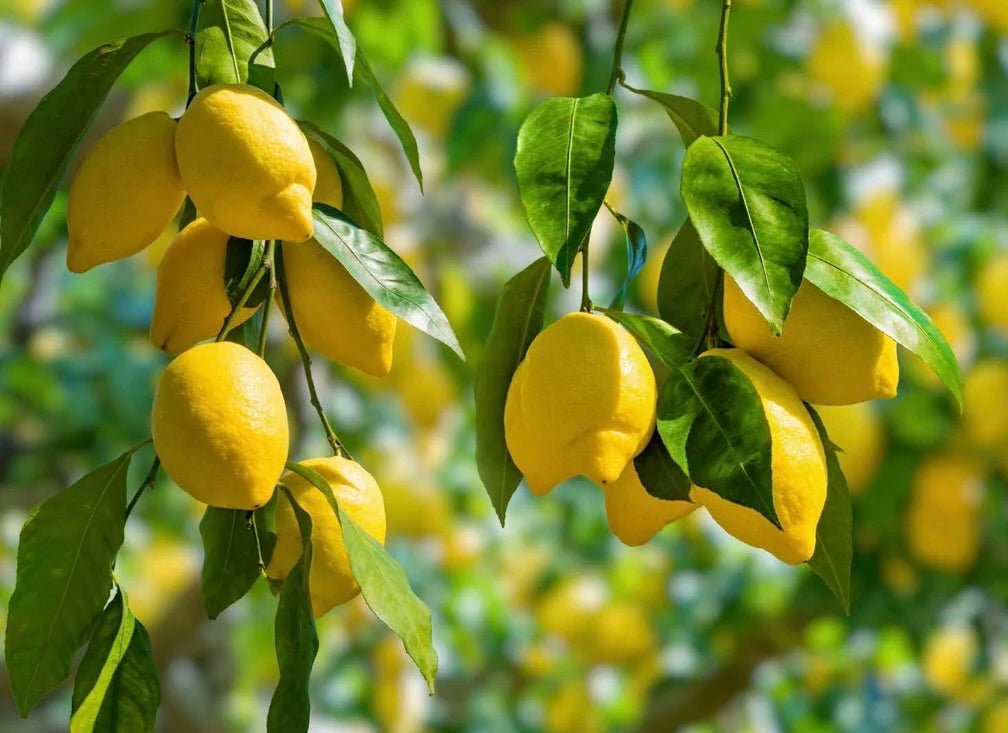 Bright yellow lemons hanging from green leafy branches on lemon tree with blurred citrus grove background.