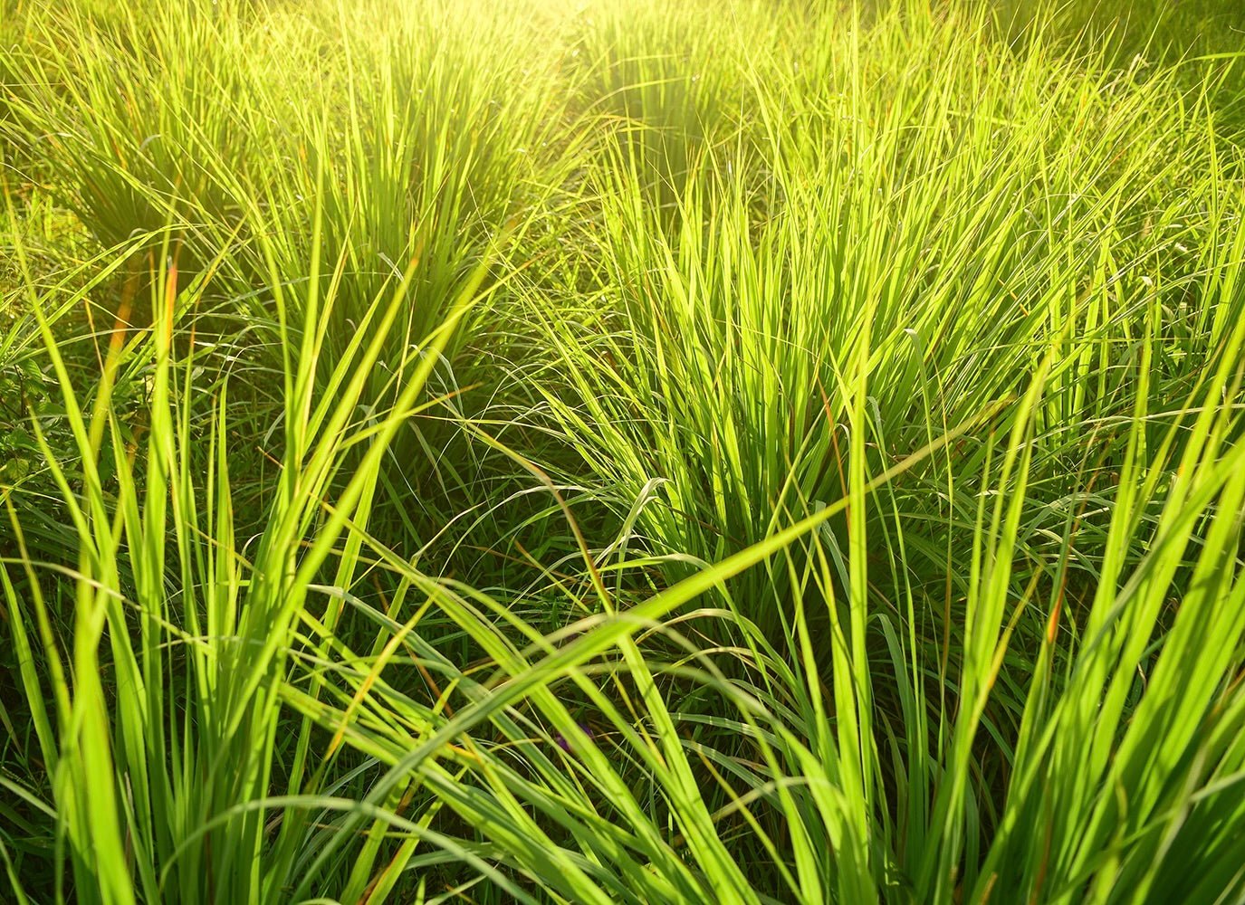 Dense clusters of bright green lemongrass with long thin blade-like leaves growing in natural clumps.