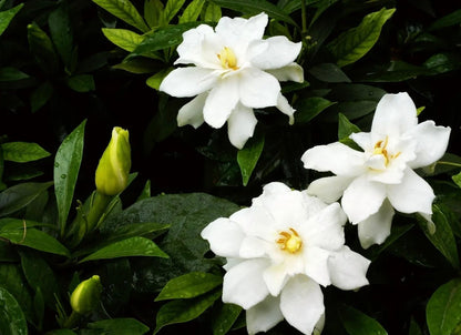Three white gardenia flowers with yellow centers and waxy petals surrounded by dark green glossy leaves and yellow buds.
