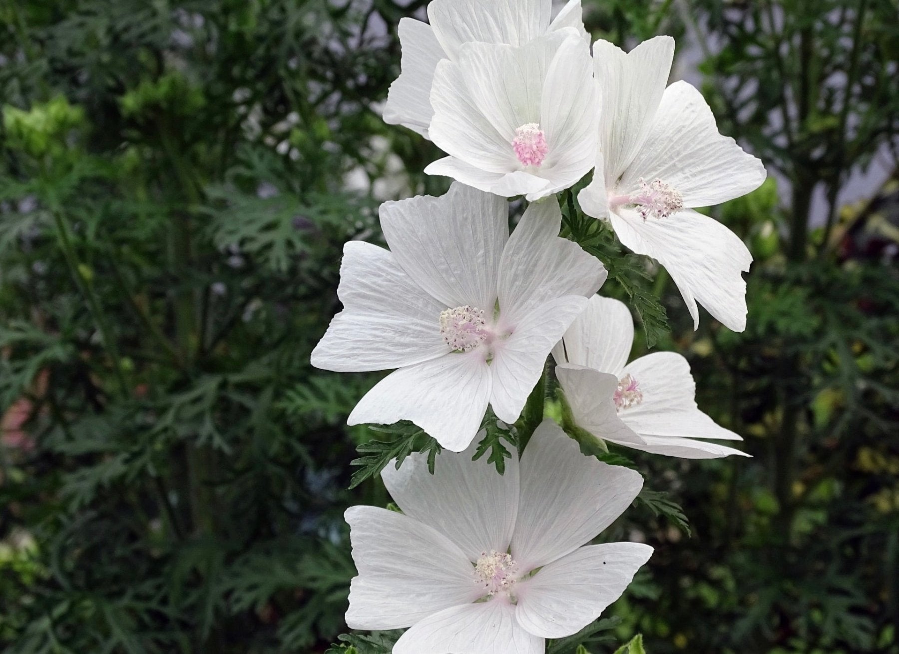White hibiscus flowers with delicate petals and pink centers growing on green stem with serrated leaves against blurred garden background.